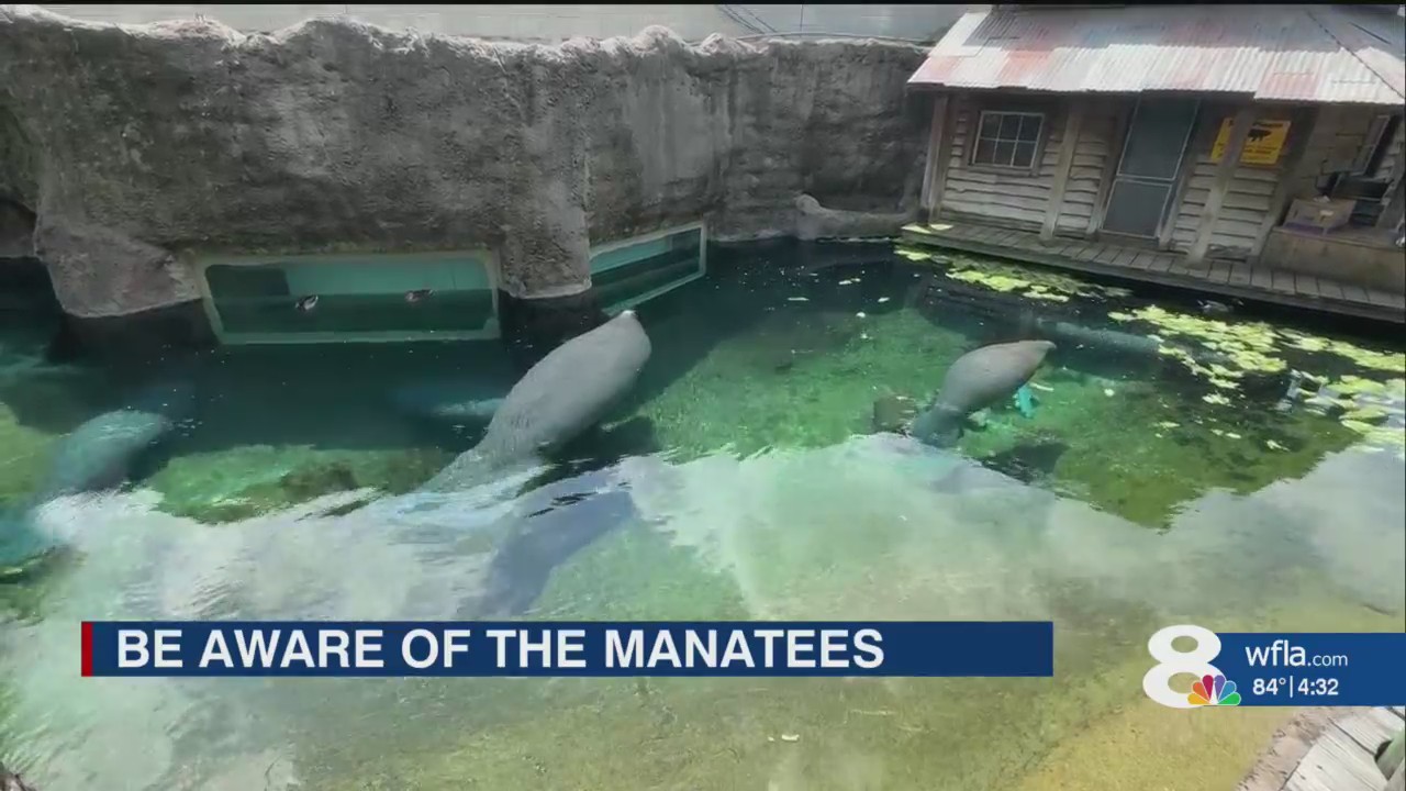Manatee Exploding Family horrified as boater appears to run over manatees – FOX 2