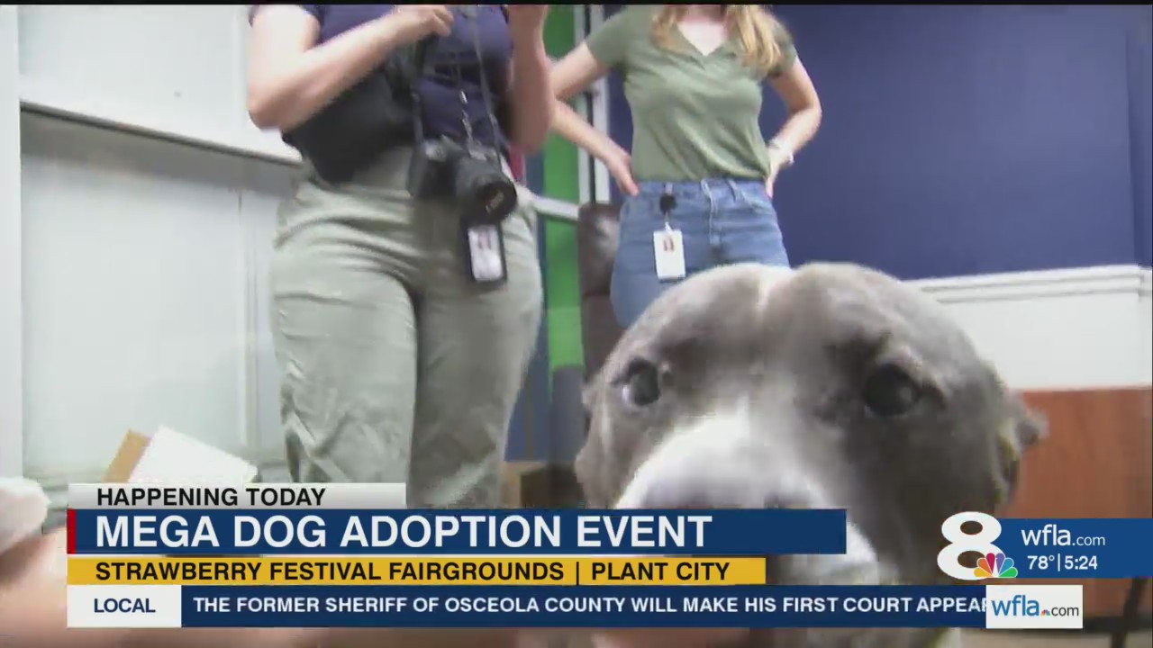 More than 300 dogs ready for their furever home at Plant City adoption ...