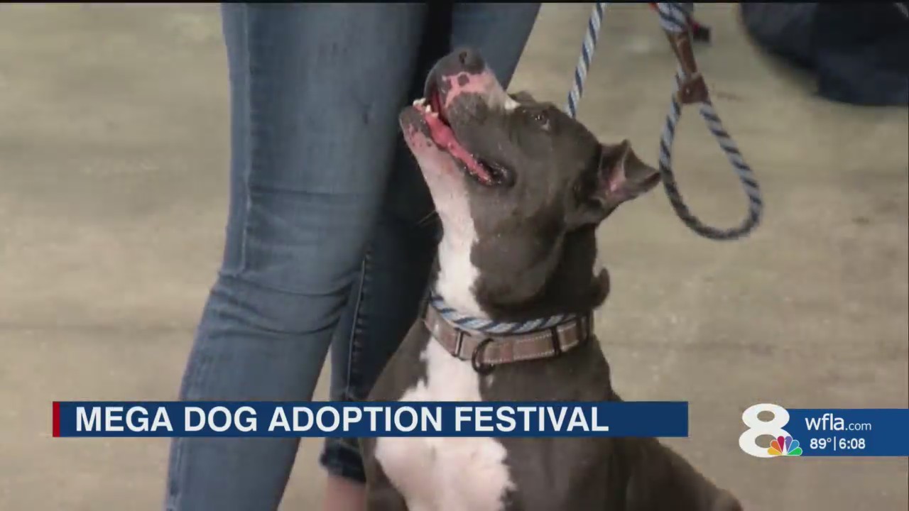 Tampa Bay shelters hold third-annual Mega Dog Adoption Event – WFLA