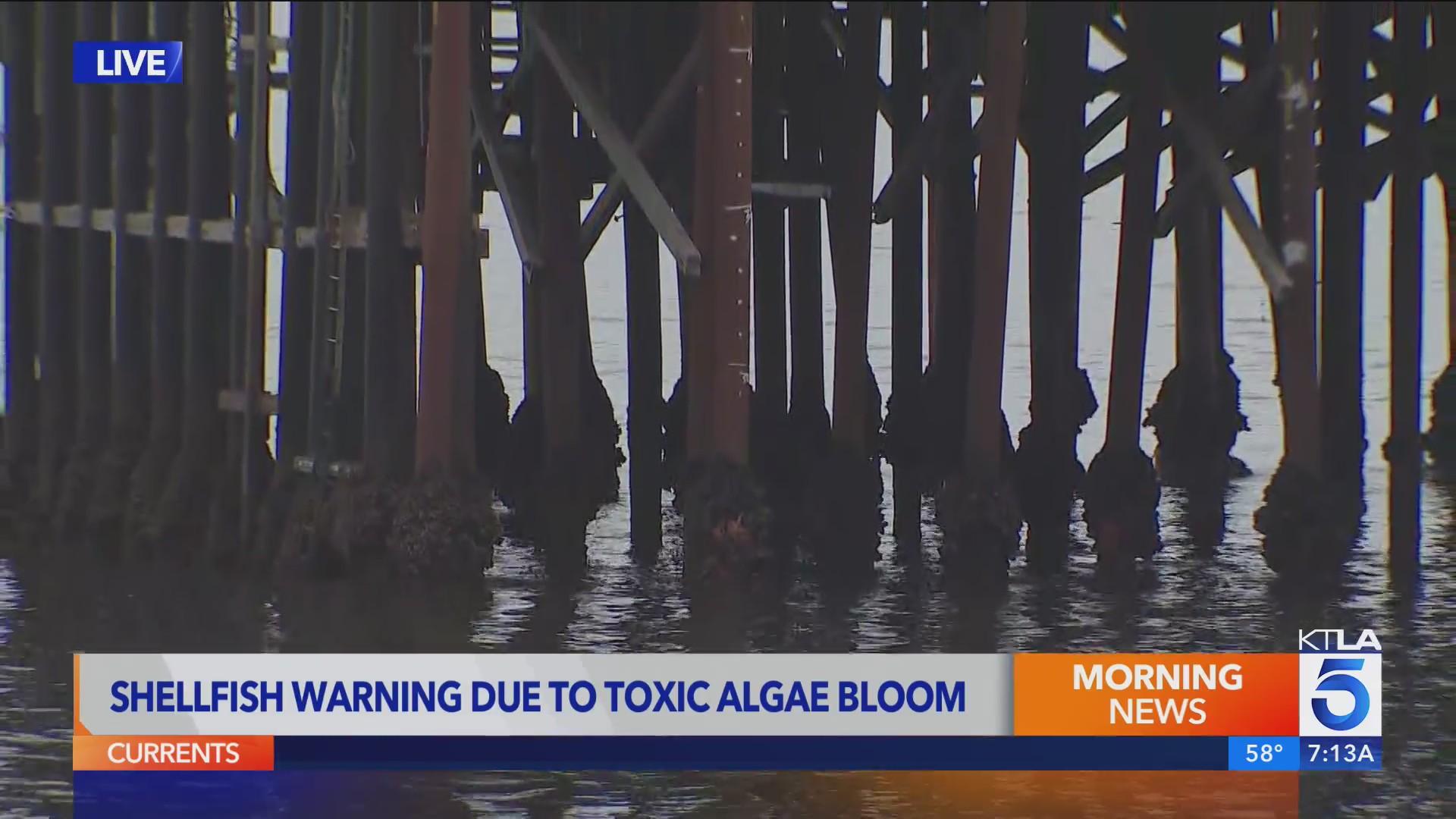 Officials issue shellfish warning for California coast. – KTLA