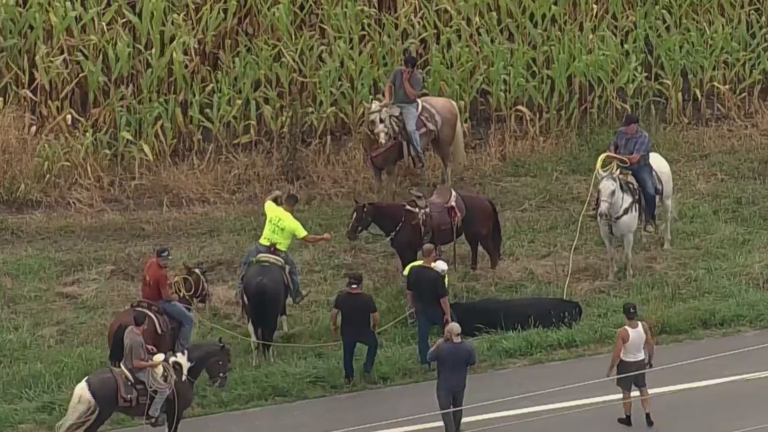 Bull captured after daring escape in Marengo – WGN-TV