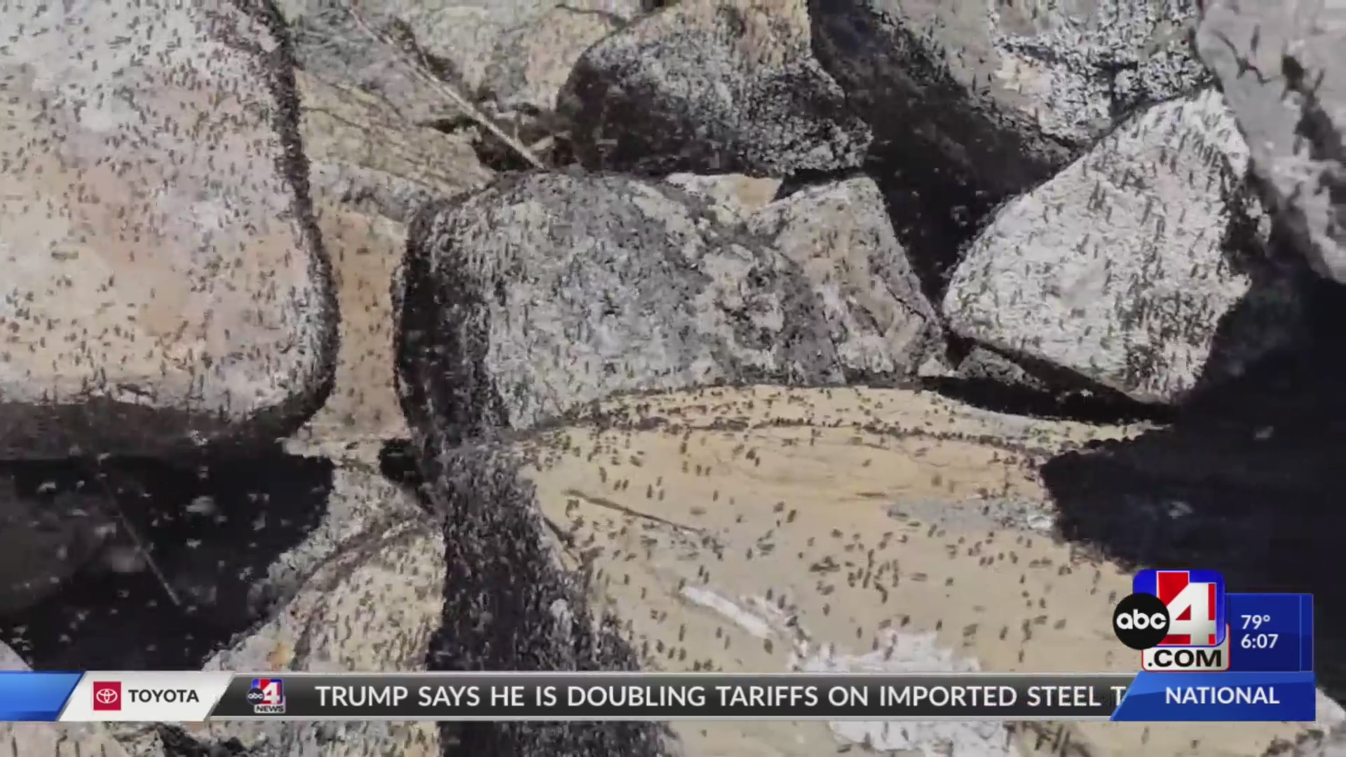 Brine Flies make their home at the Great Salt Lake – ABC4 Utah