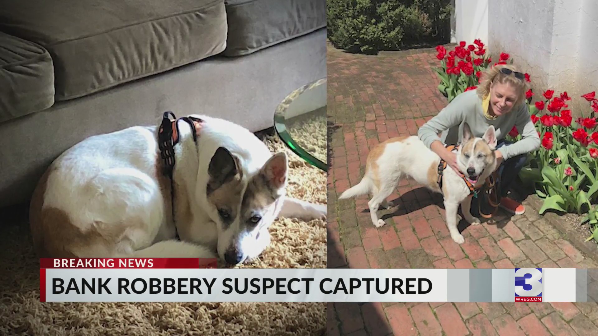 Dog missing after AR bank robbery, police chase – WREG.com