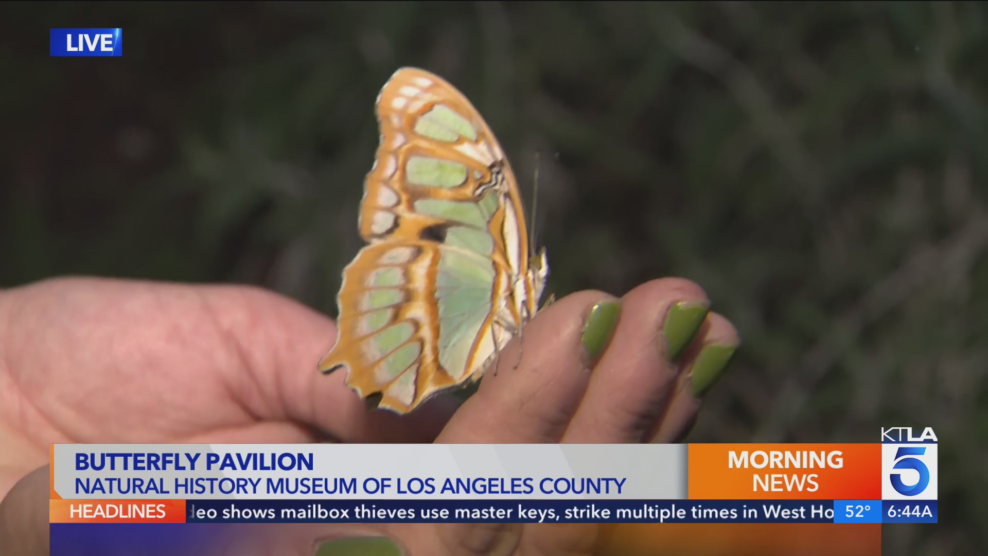 Butterfly Pavilion opens at the Natural History Museum of Los Angeles ...